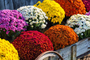 Featured image for Mums Fundraiser Fall 2026